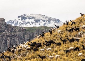 Impulsan investigación para mejorar genética de alpacas
