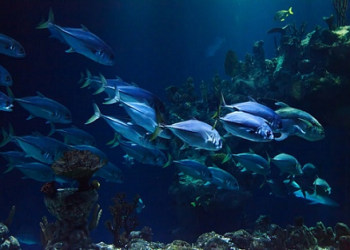 Tratado de Altamar: entre la desinformación y conservar el océano